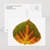 Groen Oranje en geel esdoorn Leaf #1 Briefkaart (Voorkant / Achterkant)