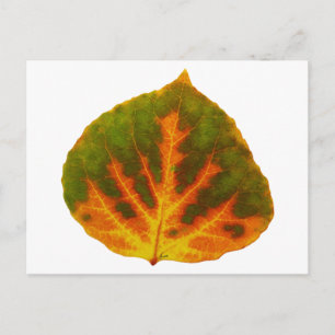 Groen Oranje en geel esdoorn Leaf #1 Briefkaart