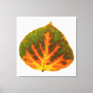 Groen Oranje en geel esdoorn Leaf #1 Canvas Afdruk