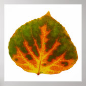 Groen Oranje en geel esdoorn Leaf #1 Poster (Voorkant)
