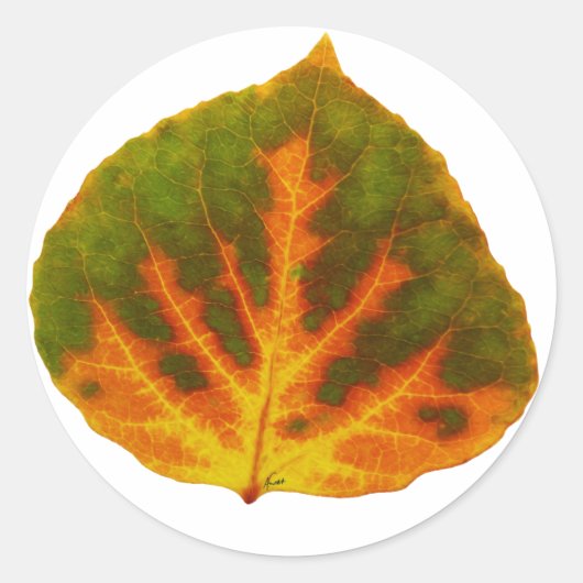 Groen Oranje en geel esdoorn Leaf #1 Ronde Sticker (Voorkant)