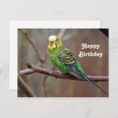  groen paraket Foto van Birthday Briefkaart (Voorkant / Achterkant)