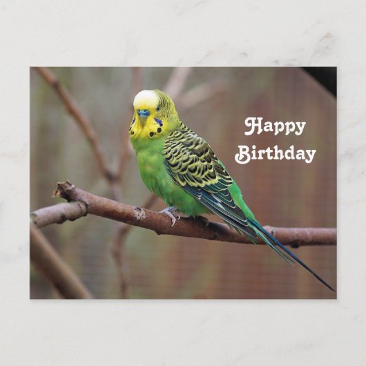  groen paraket Foto van Birthday Briefkaart (Voorkant)