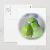 Groen parrotletpaar briefkaart (Voorkant / Achterkant)