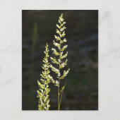 Groen Plant Briefkaart (Voorkant)