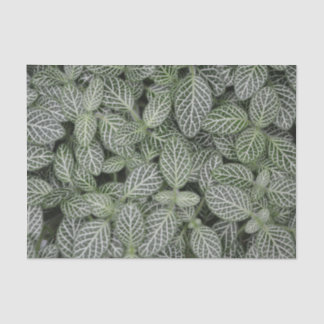 Groen Plant laat botanisch over Tissuepapier