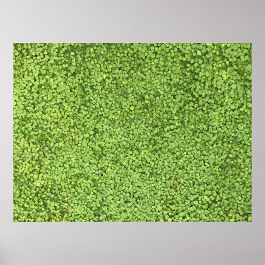 Groen plant poster (Voorkant)