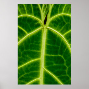 Groen plant poster