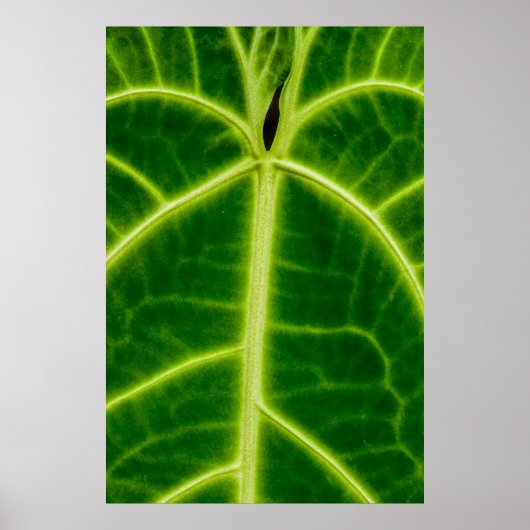 Groen plant poster (Voorkant)