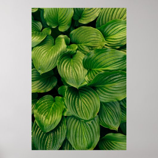 Groen plant poster (Voorkant)