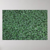 Groen plant poster (Voorkant)