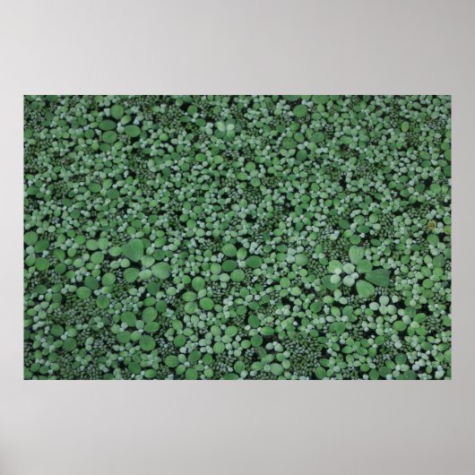 Groen plant poster (Voorkant)