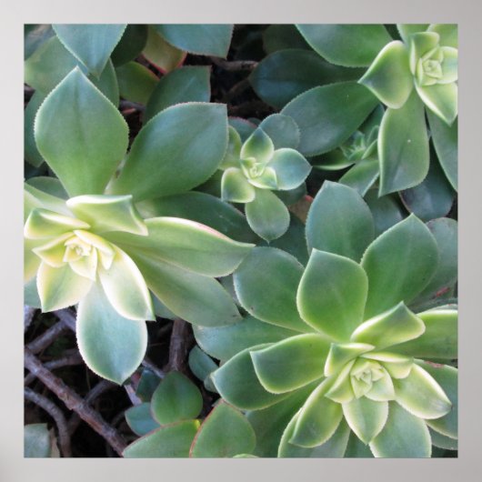 GROEN PLANT POSTER (Voorkant)