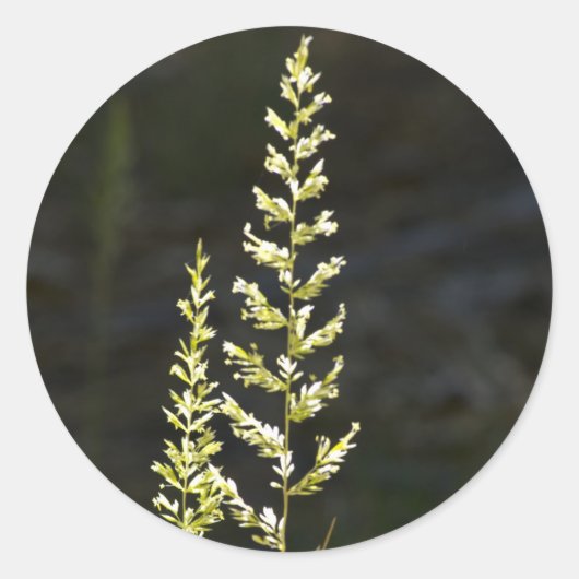 Groen Plant Ronde Sticker (Voorkant)