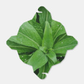 Groen Plant uit de voordeur Bedankdoosjes (Uitgevouwen)