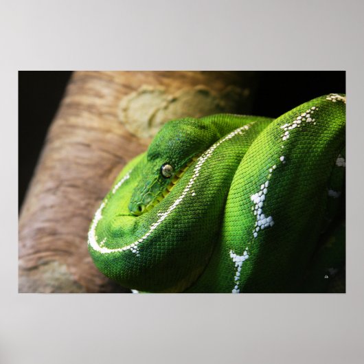 Groen Poster (Voorkant)