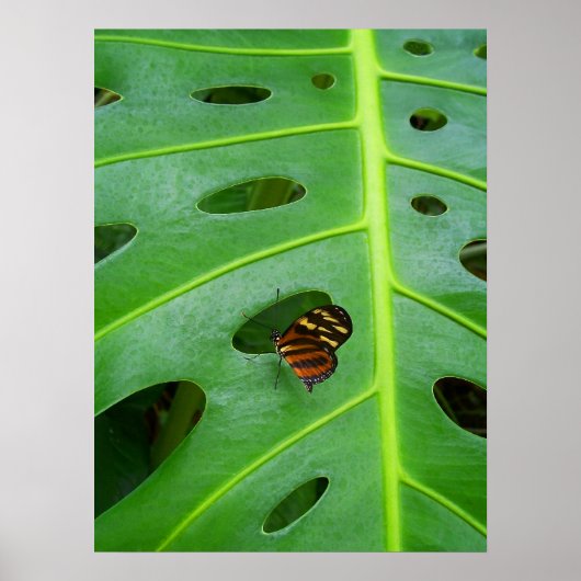 Groen Poster (Voorkant)