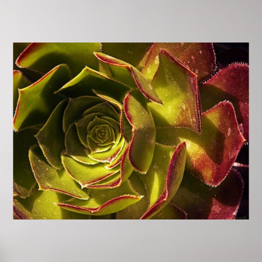 Groen Poster (Voorkant)