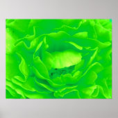 Groen Roos Poster (Voorkant)