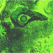 groen sticker (Voorkant)