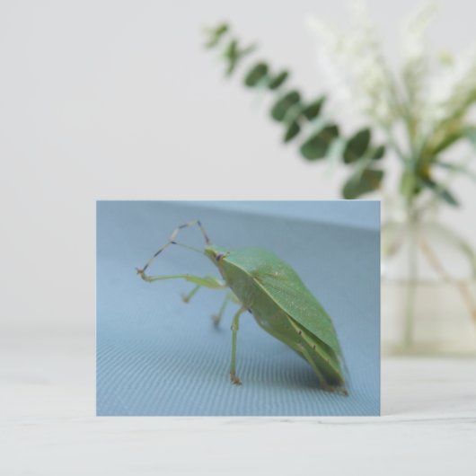 Groen stink het Briefkaart van het Insect (Staand voorkant)