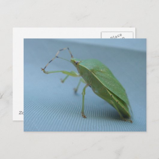 Groen stink het Briefkaart van het Insect (Voorkant / Achterkant)