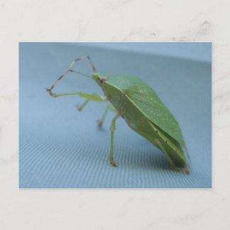 Groen stink het Briefkaart van het Insect