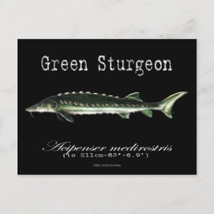Groen Sturgeon-Black-Briefkaart Briefkaart