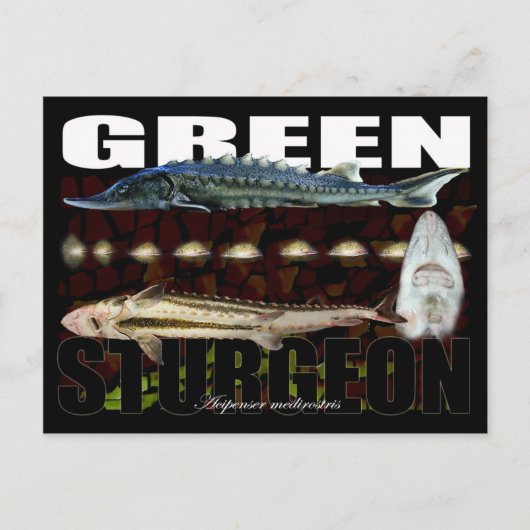 Groen Sturgeon-Collage-Briefkaart Briefkaart (Voorkant)
