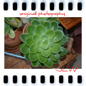 Groen Succulent Botanische Fotografie Keramische Knop