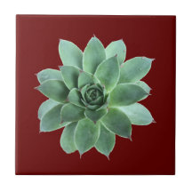 Groen Succulent Botanische woestijn Rood