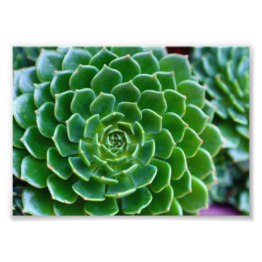 Groen Succulent Foto Afdruk (Voorkant)