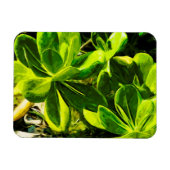 Groen Succulent Ocean Beach Plant Abstract Magneet (Horizontaal)