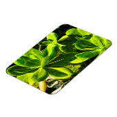 Groen Succulent Ocean Beach Plant Abstract Magneet (Linkerzijde)
