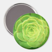 Groen Succulent Plant  Ronde Magnet (Voorkant / Achterkant)
