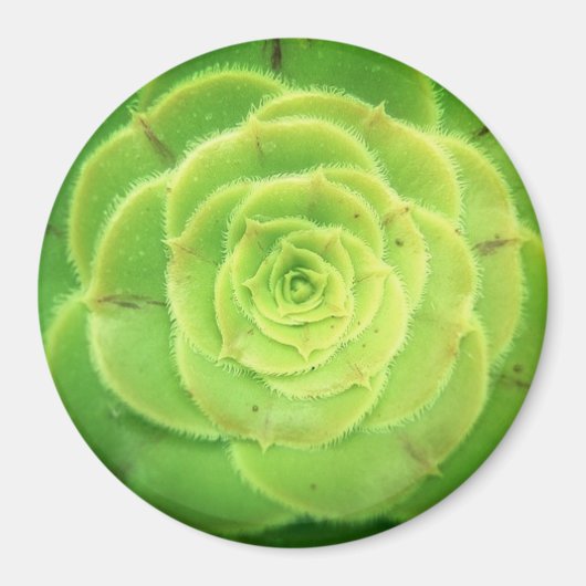 Groen Succulent Plant  Ronde Magnet (Voorkant)