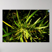 groen van de natuur poster (Voorkant)