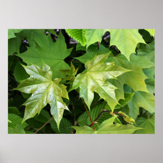 groen van lente poster