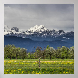 Groen veld met sneeuwbalken poster