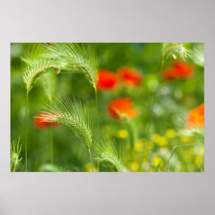 Groen veldgras met rode papaver als achtergrond poster