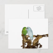 Groen vrouw en blauw delingse mannetje briefkaart (Voorkant / Achterkant)