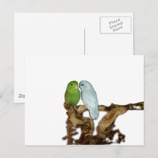 Groen vrouw en blauw delingse mannetje briefkaart (Voorkant / Achterkant)