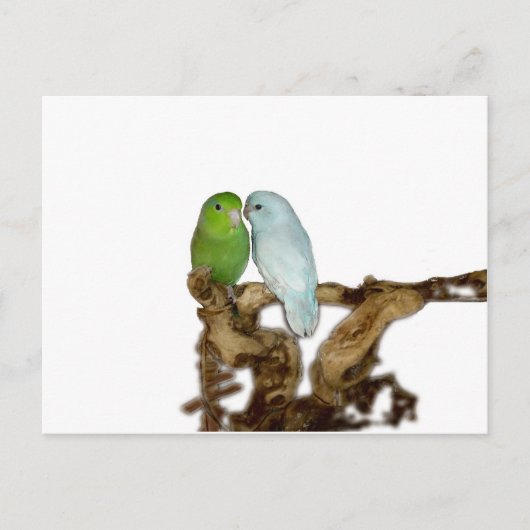 Groen vrouw en blauw delingse mannetje briefkaart (Voorkant)