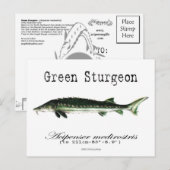 Groen-wit-Briefkaart Briefkaart (Voorkant / Achterkant)