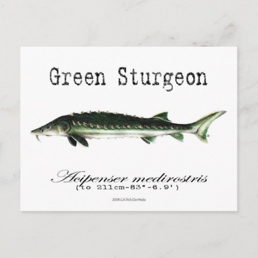 Groen-wit-Briefkaart Briefkaart (Voorkant)