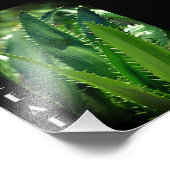 Groen Zee Leaf Garden Plant Foto Afdruk (Hoek)