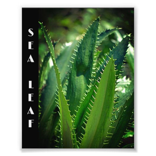 Groen Zee Leaf Garden Plant Foto Afdruk (Voorkant)