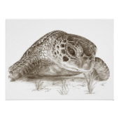 Groen Zee schildpad Poster (Voorkant)