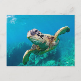 Groen Zee schildpad zwemt over koraalrif |Hawaii Briefkaart