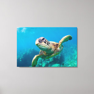 Groen Zee schildpad zwemt over koraalrif  Hawaii Canvas Afdruk